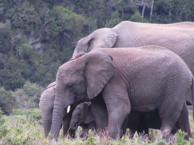South Africa elephants